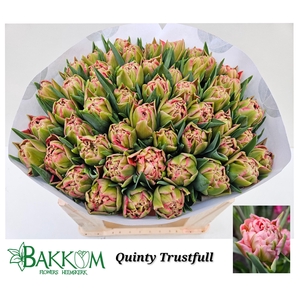 TU DU QUIN TRUSTFULL