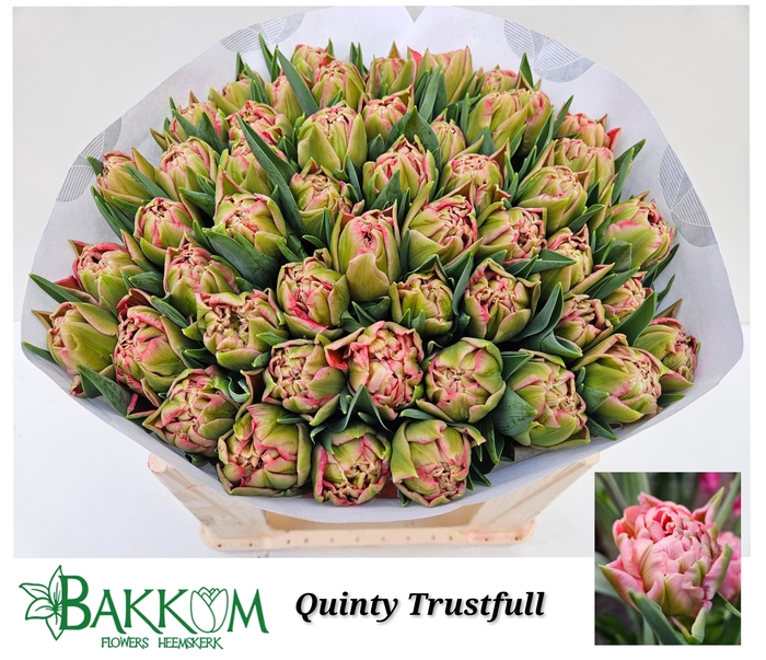 <h4>TU DU QUIN TRUSTFULL</h4>