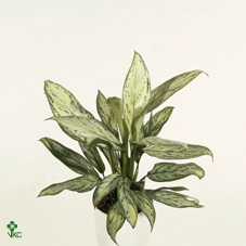 AGLAO SILVER QUEEN
