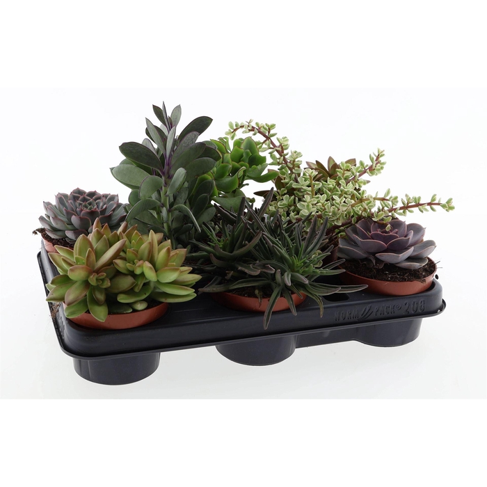 <h4>Succulents   ...</h4>