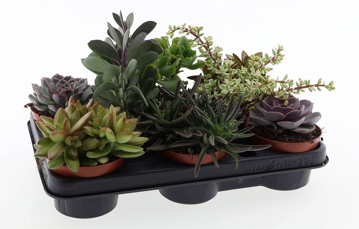 <h4>Succulents   ...</h4>