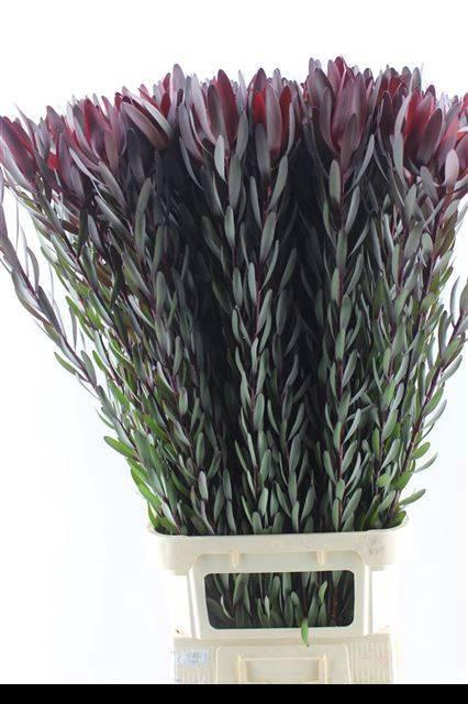 <h4>LEUCAD SAF SUNSET</h4>