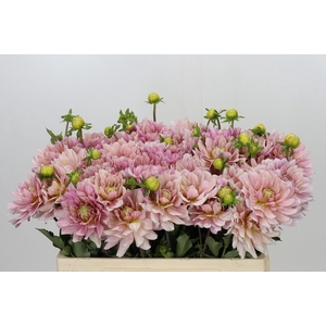 Dahlia Glossy Annika