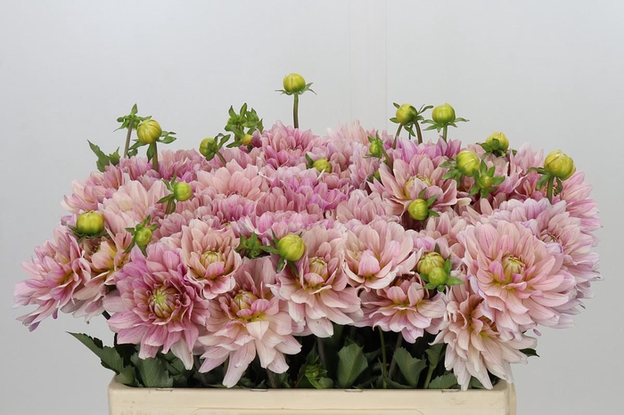 <h4>Dahlia Glossy Annika</h4>