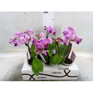 Phalaenopsis   ...