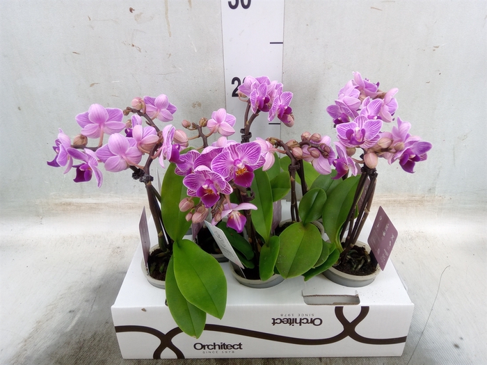 <h4>Phalaenopsis   ...</h4>