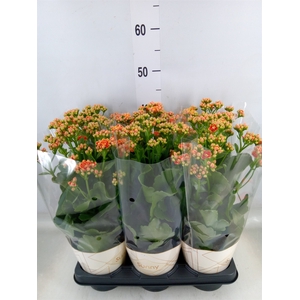 Kalanchoe  'Volcanic Orange'