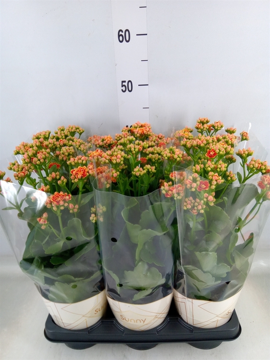 <h4>Kalanchoe  'Volcanic Orange'</h4>
