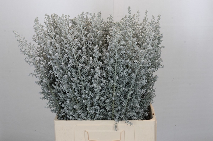 <h4>Kochia (maireana Sedifolia)</h4>