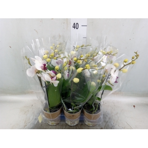 Phalaenopsis multi. 'FC Safe Haven'
