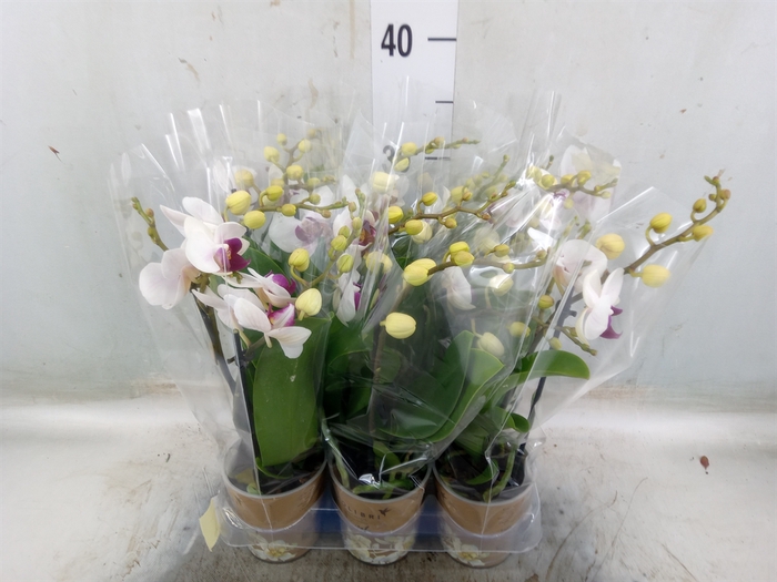 <h4>Phalaenopsis multi. 'FC Safe Haven'</h4>
