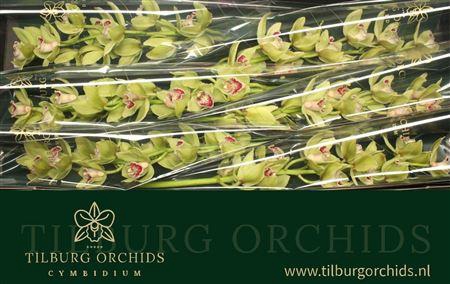 <h4>Cymb T Emmagreen</h4>