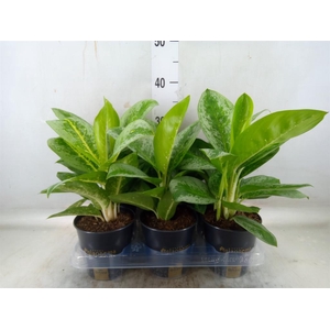 Aglaonema  'Lemon Mint'