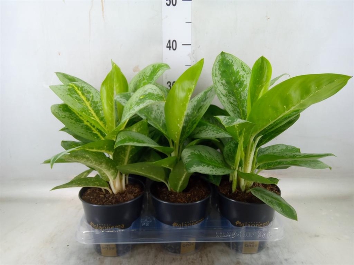 <h4>Aglaonema 'Lemon Mint'</h4>