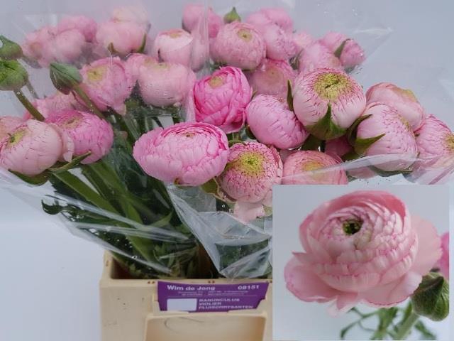 <h4>RAN AAZUR PINK</h4>