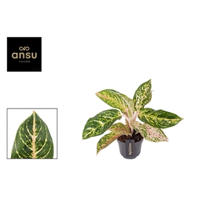 Aglaonema Melon Candy
