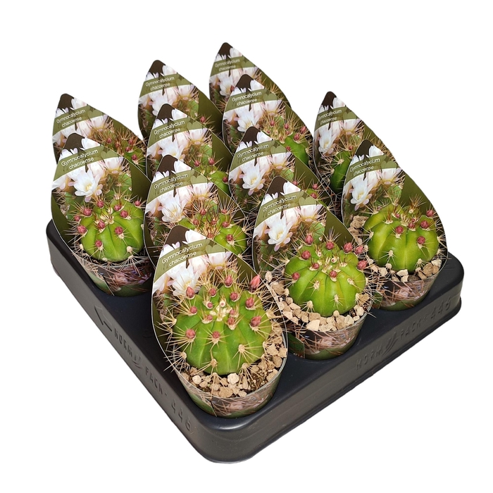 <h4>Gymno Jap Chacoense Potcover</h4>