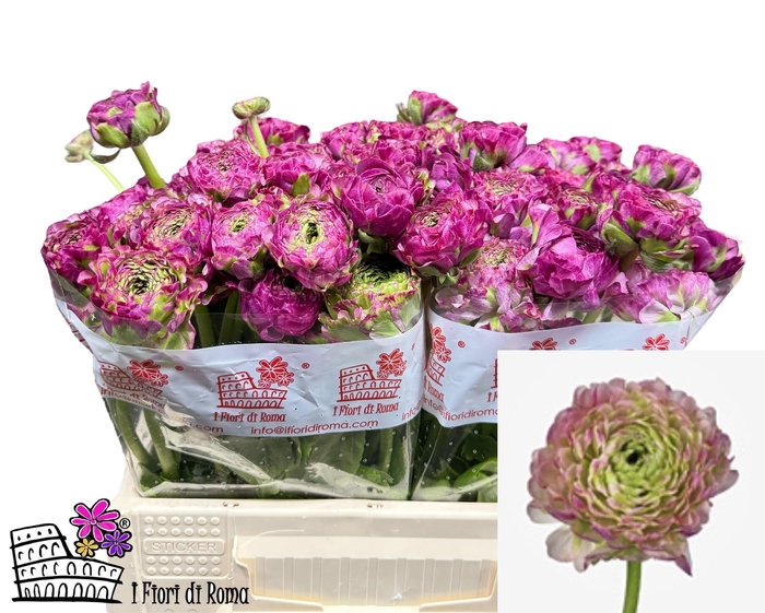 <h4>RAN PON PON MALVA</h4>