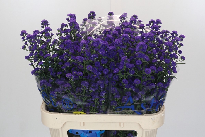 <h4>Aster Blauw</h4>