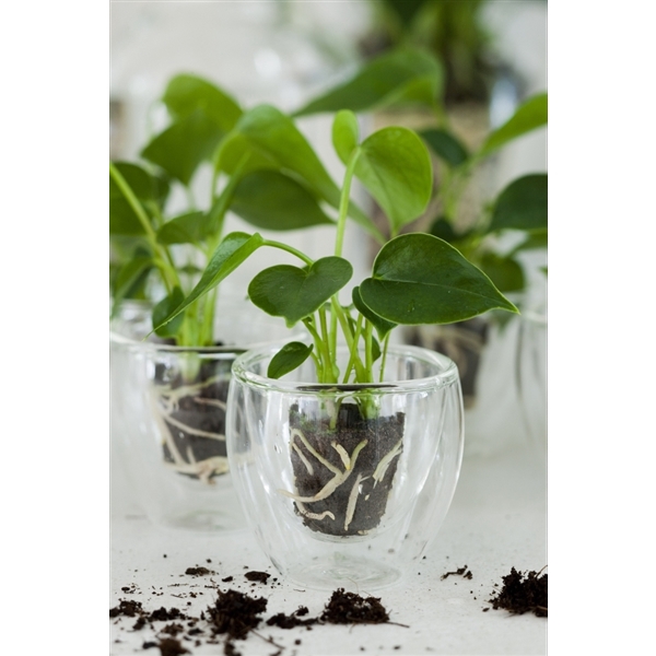 <h4>Anthurium Grown your own glass cup</h4>