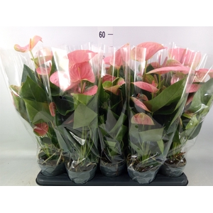 Anthurium  'Karma Pink'
