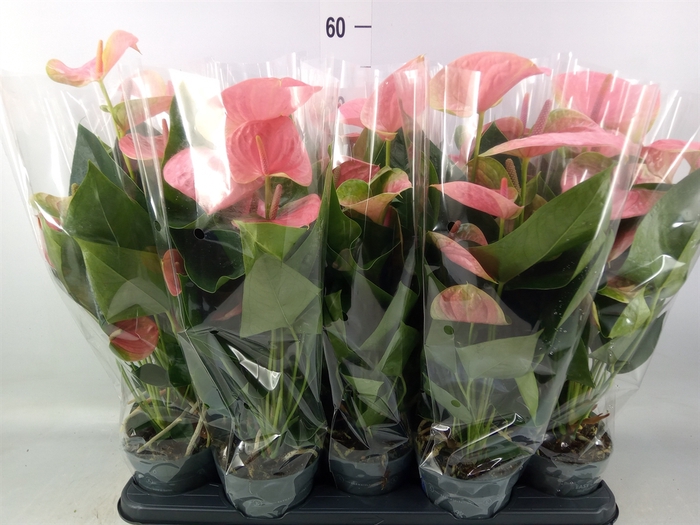 <h4>Anthurium  'Karma Pink'</h4>
