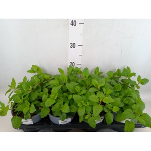 Melissa officinalis