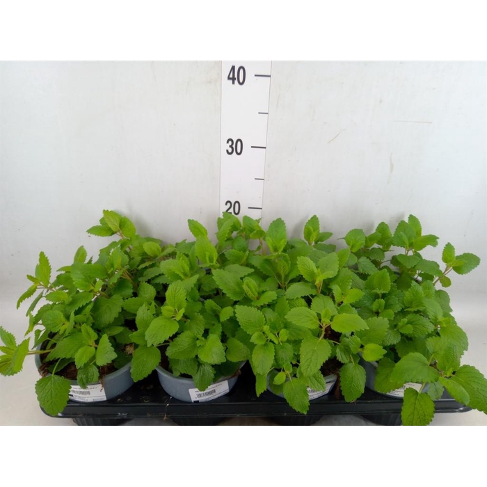 <h4>Melissa officinalis</h4>