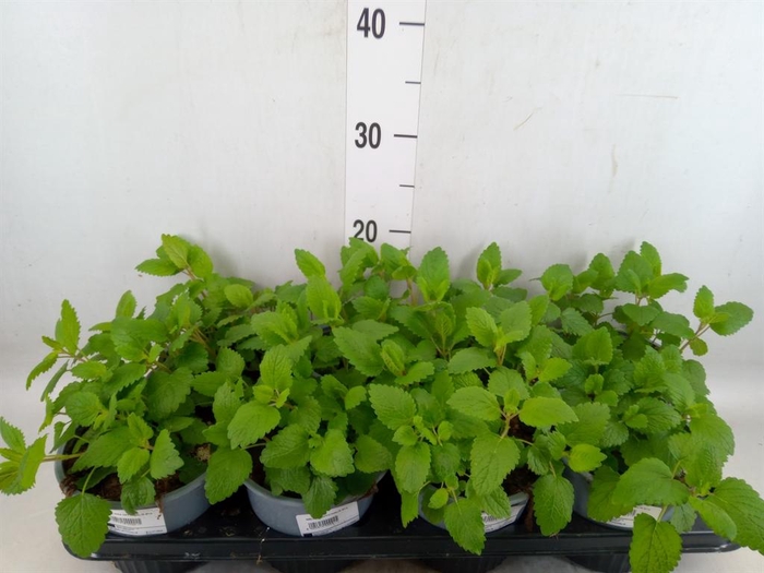 <h4>Melissa officinalis</h4>