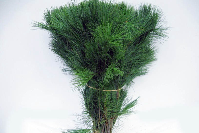 <h4>Pinus strobus extra</h4>