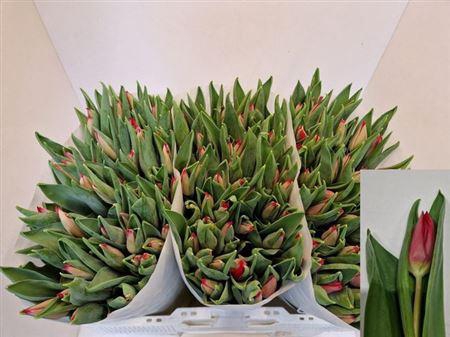 <h4>Tu En First Star</h4>