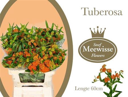 <h4>Ascl Tuberosa</h4>