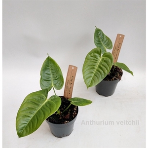 Anthurium veitchii 12cm [King Anthurium]