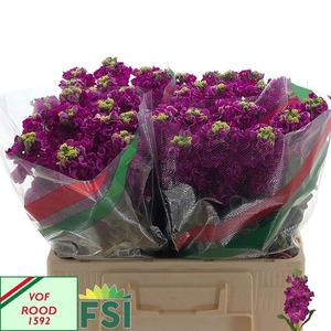 MATTH IRON ROSE