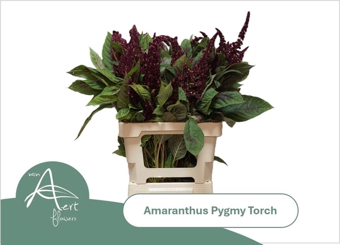 <h4>AMAR HY PYGMY TORCH</h4>