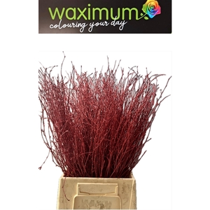 BETULA ROOD