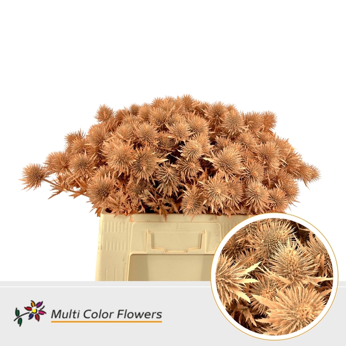 <h4>Eryngium Apricot</h4>