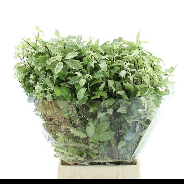 <h4>PITTOSPORUM BS</h4>
