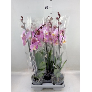 Phalaenopsis   ...mix