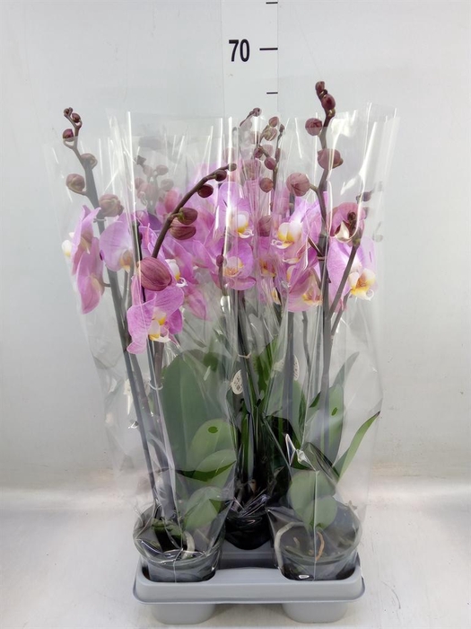 <h4>Phalaenopsis ...mix</h4>