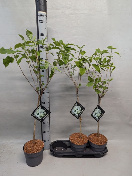 <h4>HYDR ARBORESCENS</h4>