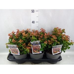 Leucothoe axillaris 'Curly Red'