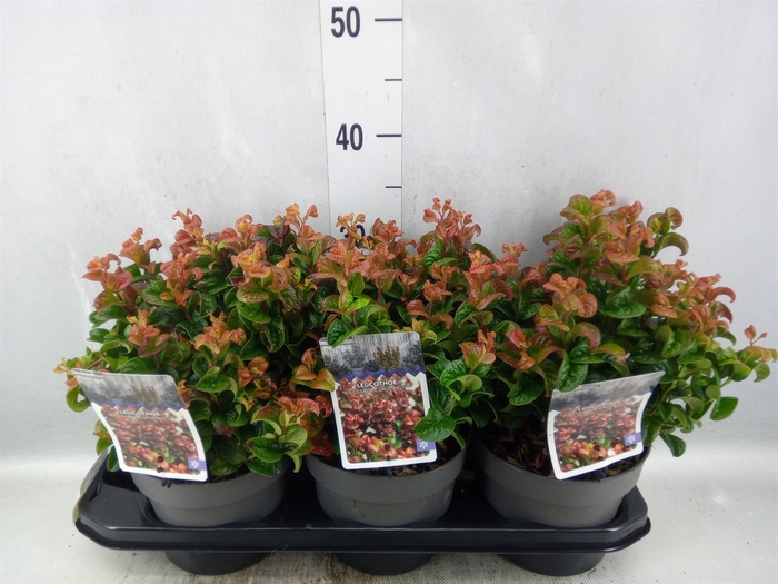 Leucothoe axillaris 'Curly Red'