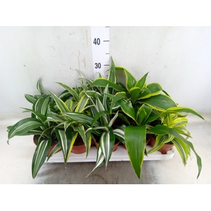 Dracaena   ...mix