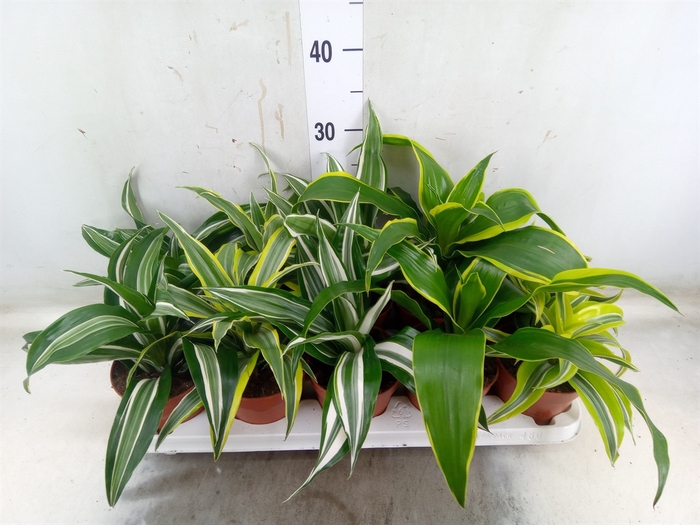 <h4>Dracaena   ...mix</h4>
