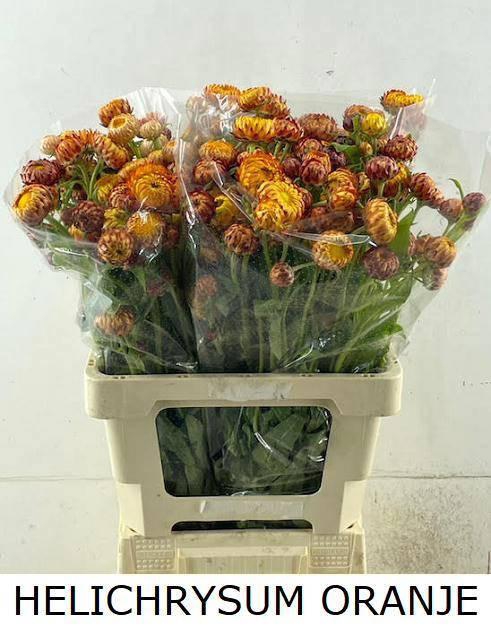 <h4>HELICHRYSUM OV</h4>