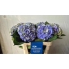 Hydrangea elbtal classic
