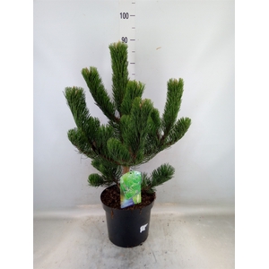 Pinus nigra