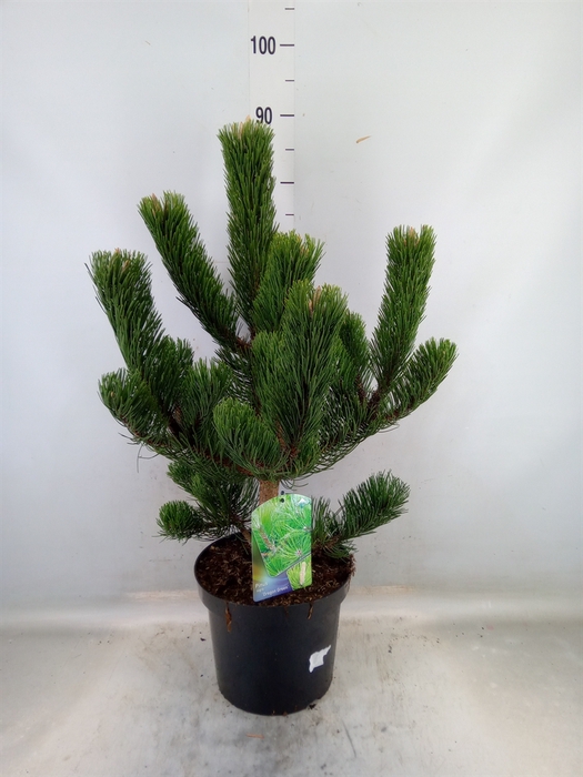 <h4>Pinus nigra</h4>