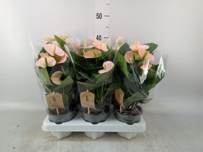 <h4>Anthurium andr. 'Spirit'</h4>